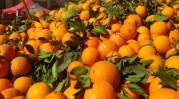 قائمة أسعار الفاكهة.. تفاوت ملحوظ في أسواق الأقصر والمحلات التجارية اليوم السبت